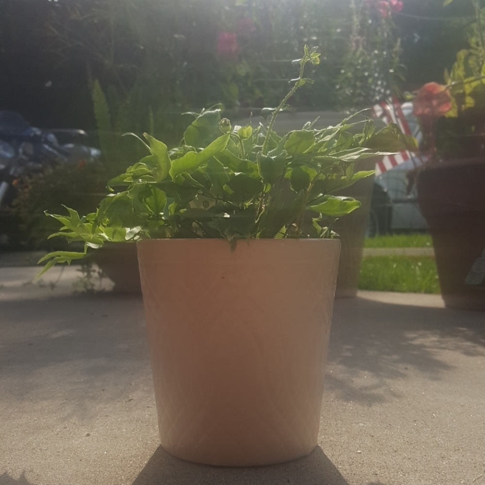 Modern succulent pot